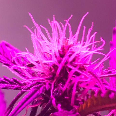 AutoCandyCookie growlog timeline photo