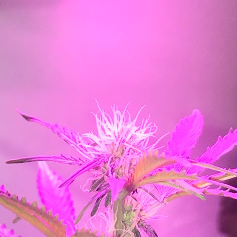 AutoCandyCookie growlog timeline photo