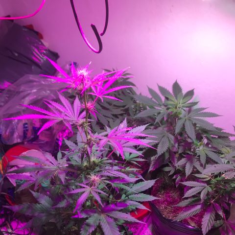 AutoCandyCookie growlog timeline photo