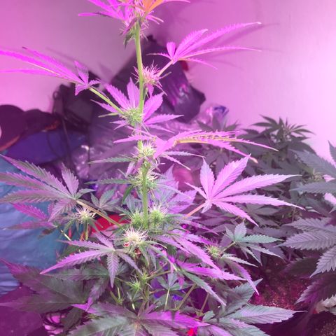 AutoCandyCookie growlog timeline photo