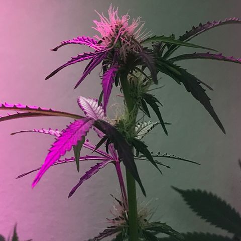 AutoCandyCookie growlog timeline photo