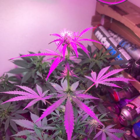 AutoCandyCookie growlog timeline photo