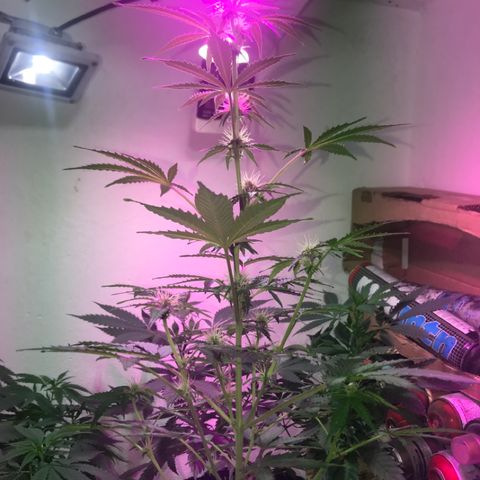 AutoCandyCookie growlog timeline photo