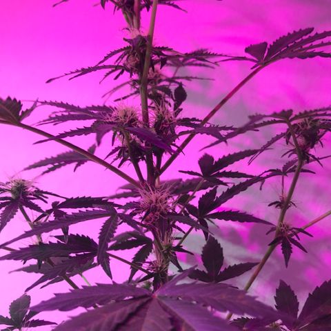 AutoCandyCookie growlog timeline photo