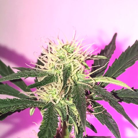 AutoCandyCookie growlog timeline photo