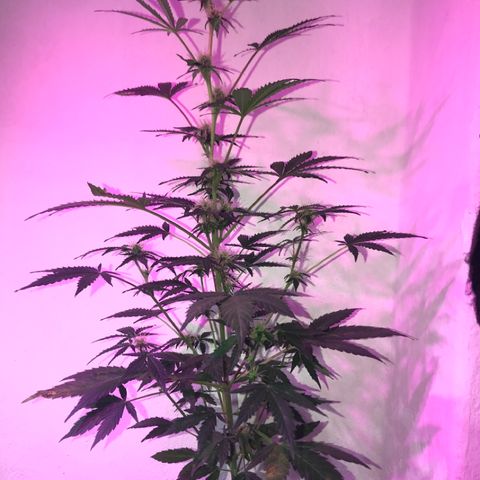 AutoCandyCookie growlog timeline photo