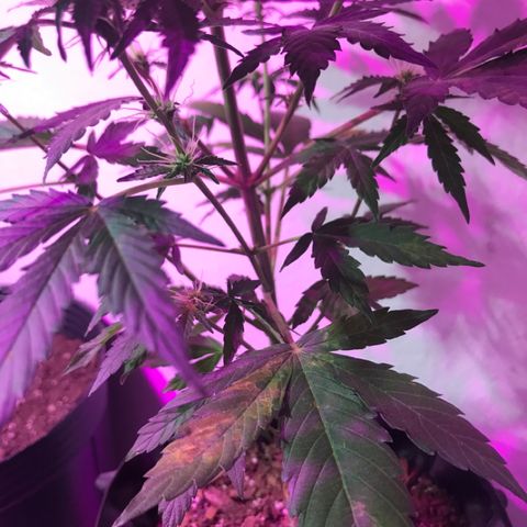 AutoCandyCookie growlog timeline photo