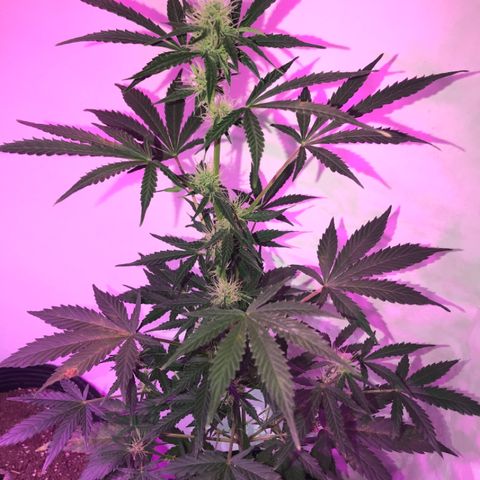 AutoCandyCookie growlog timeline photo