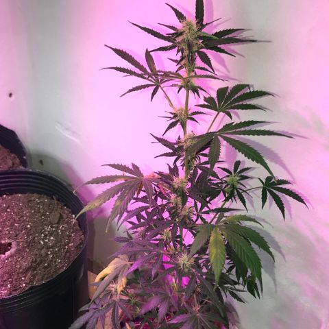 AutoCandyCookie growlog timeline photo