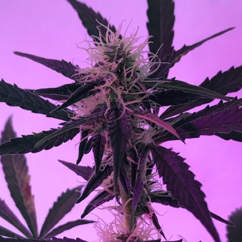 AutoCandyCookie growlog timeline photo