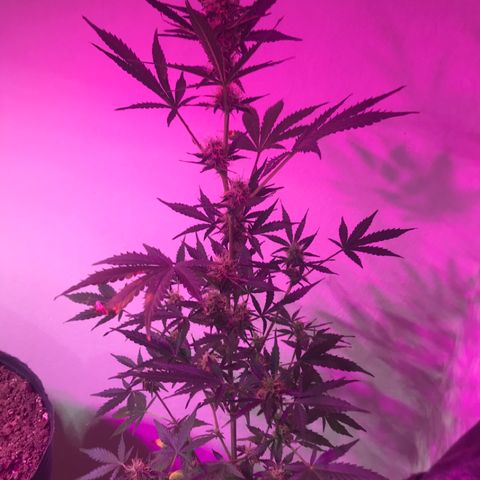 AutoCandyCookie growlog timeline photo