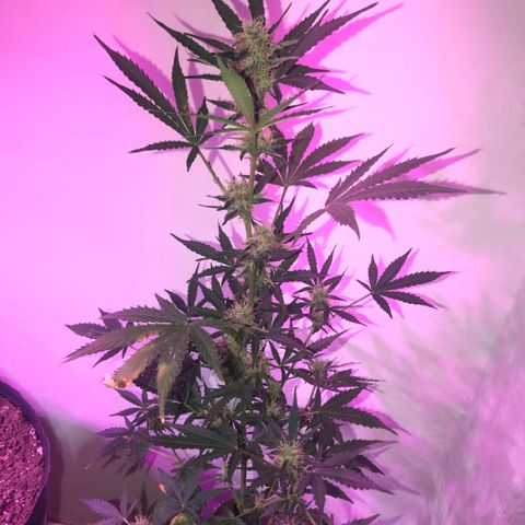 AutoCandyCookie growlog timeline photo
