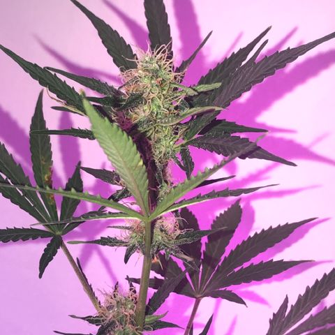 AutoCandyCookie growlog timeline photo