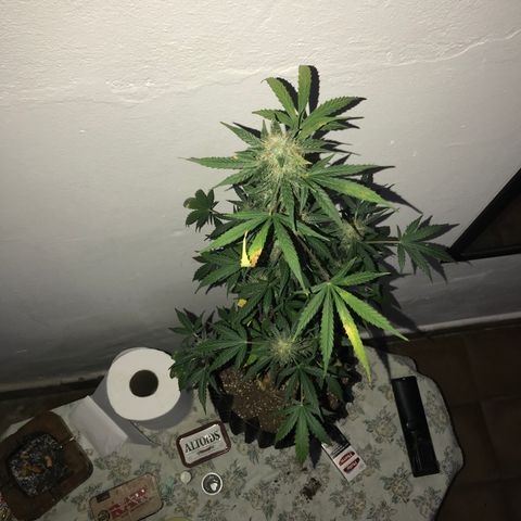 AutoCandyCookie growlog timeline photo