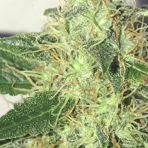 AutoCandyCookie growlog timeline photo