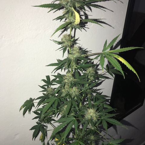 AutoCandyCookie growlog timeline photo