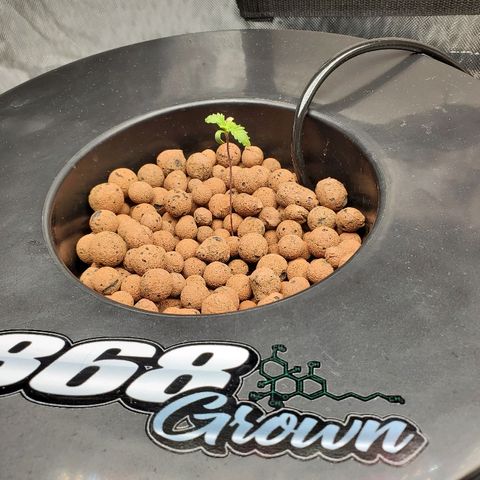 Delta growlog timeline photo