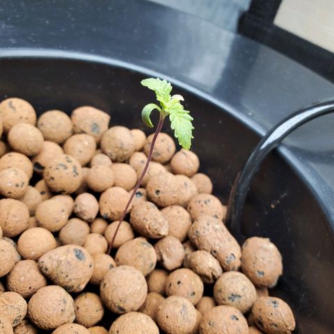 Delta growlog timeline photo