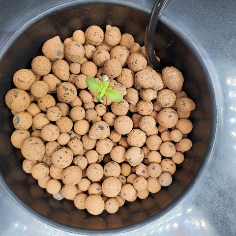 Delta growlog timeline photo