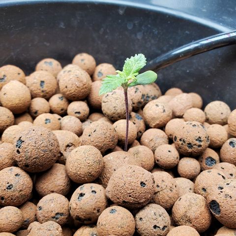 Echo growlog timeline photo