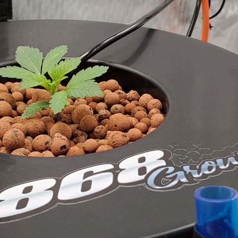 Echo growlog timeline photo