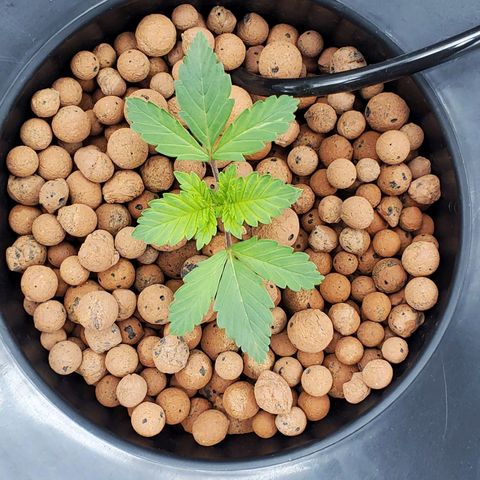 Echo growlog timeline photo