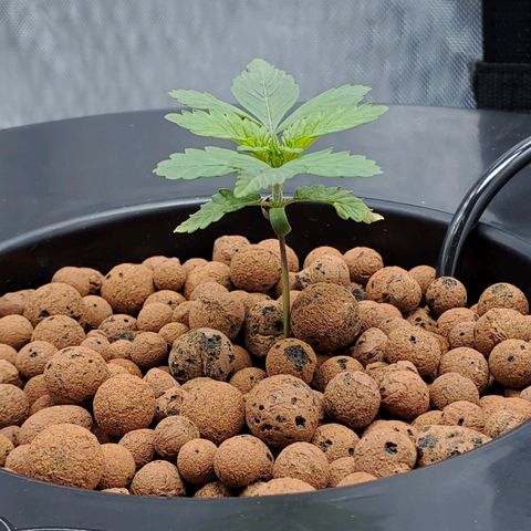 Delta growlog timeline photo