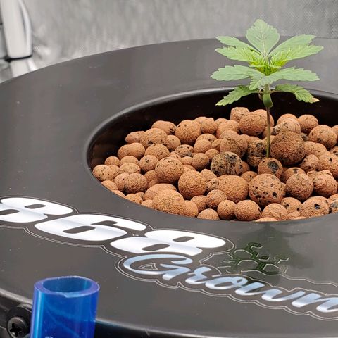 Delta growlog timeline photo
