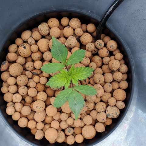 Delta growlog timeline photo