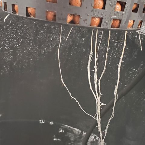 Delta growlog timeline photo