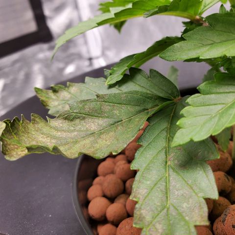 Delta growlog timeline photo
