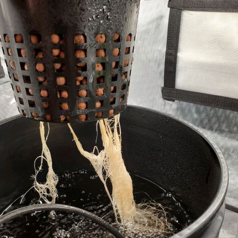 Delta growlog timeline photo