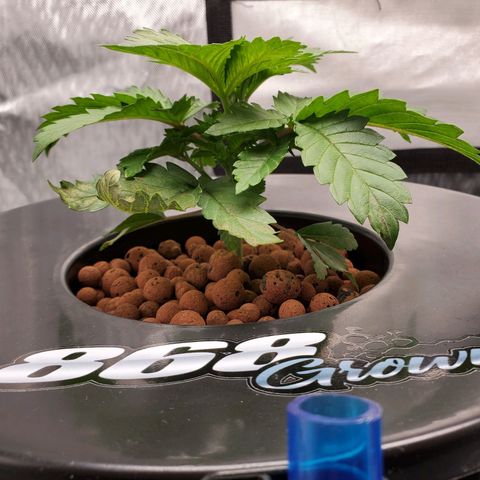 Delta growlog timeline photo