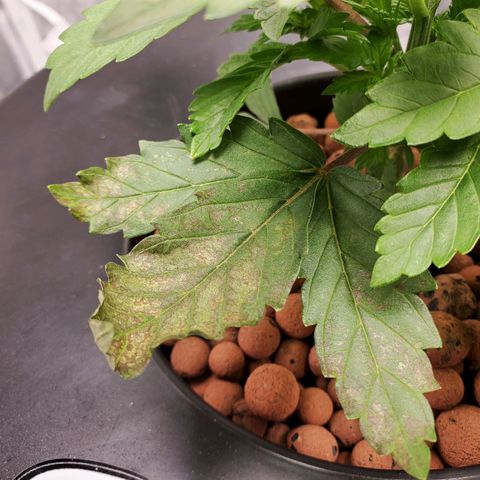 Delta growlog timeline photo
