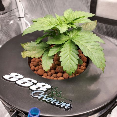 Delta growlog timeline photo