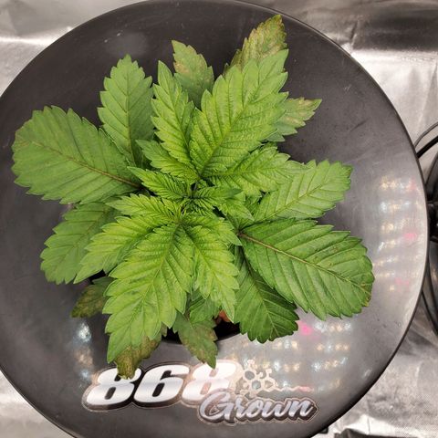 Delta growlog timeline photo