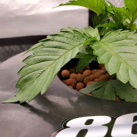 Echo growlog timeline photo