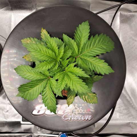 Echo growlog timeline photo