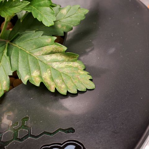 Echo growlog timeline photo