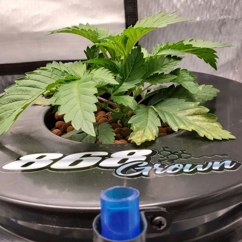 Echo growlog timeline photo