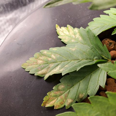 Echo growlog timeline photo