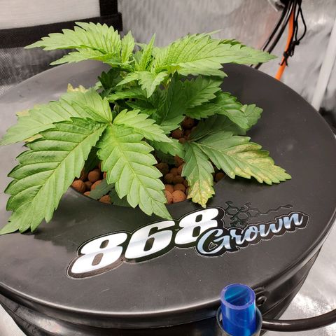 Echo growlog timeline photo