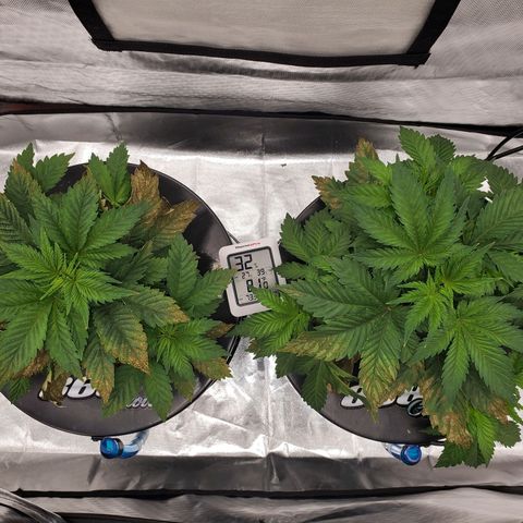 Delta growlog photo: Before defoliation and LST. 