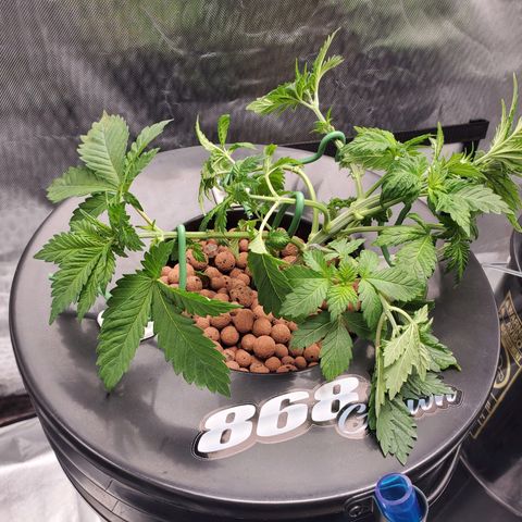 Delta growlog photo: After defoliation and LST. 