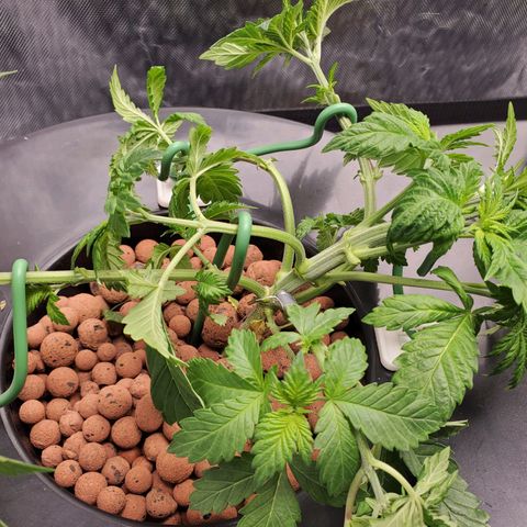 Delta growlog photo: After defoliation and LST. 