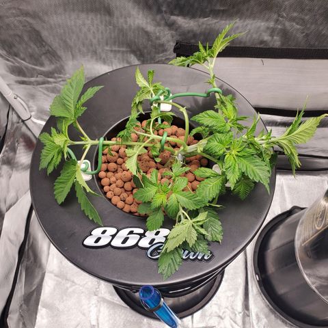 Delta growlog photo: After defoliation and LST. 