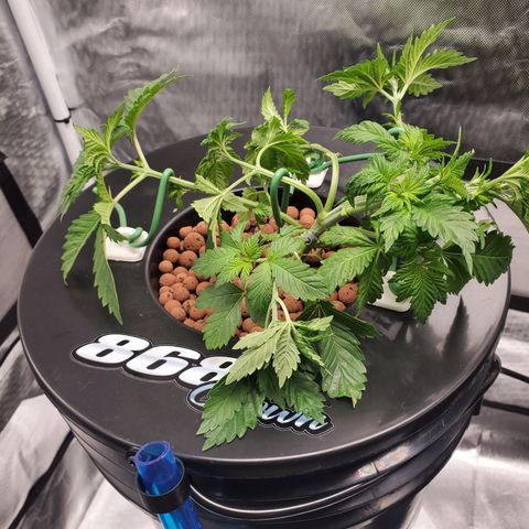 Delta growlog photo: After defoliation and LST. 