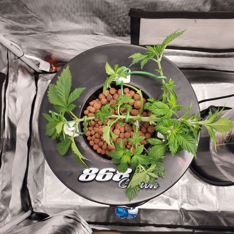 Delta growlog photo: After defoliation and LST. 