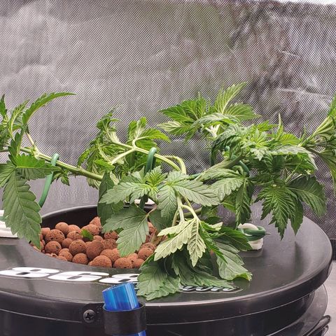 Delta growlog photo: 10PM