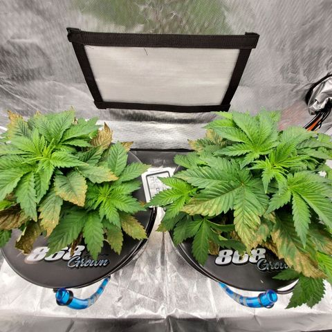 Echo growlog photo: Before defoliation and LST. 